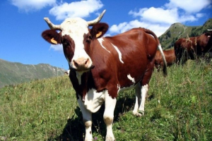 Na terytorium stavropolu jeden z pracowników rolnych próbował ukraść bydło Na terytorium stavropolu jeden z pracowników rolnych próbował ukraść bydło